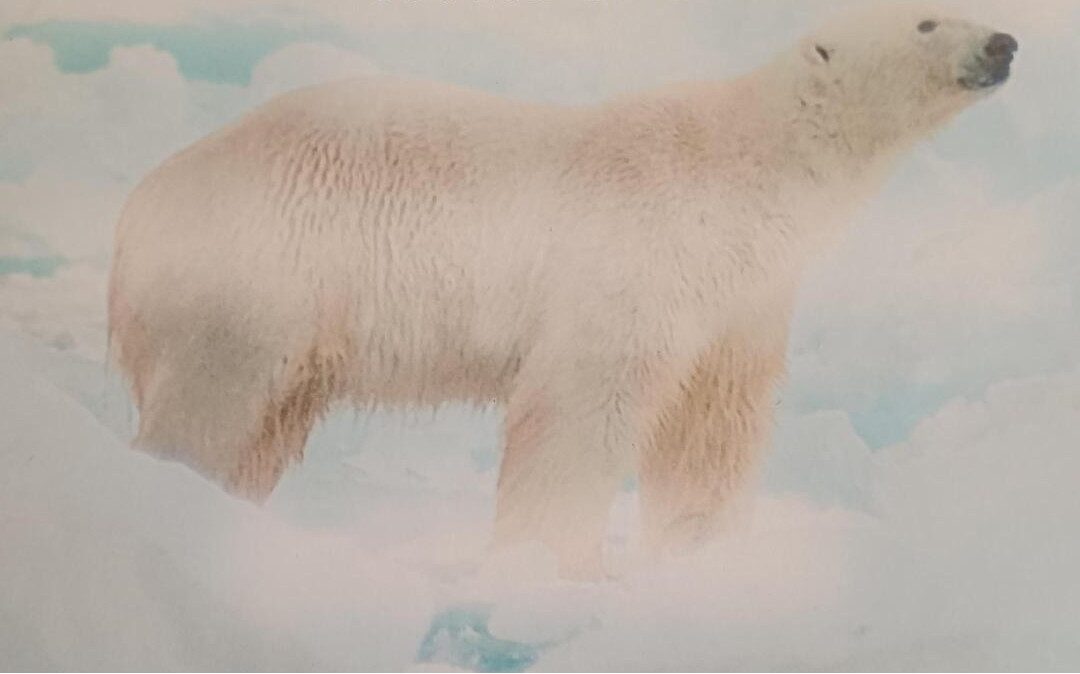 Soutěž otužilců na Labi, 3.1.2026, 13:00 hod.